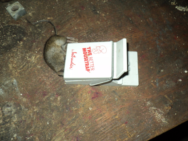 Name:  picture 5492.jpg
Views: 425
Size:  164.9 KB