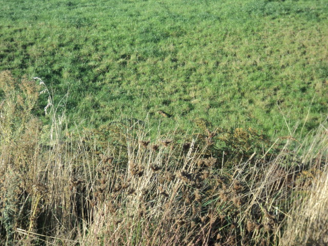 Name:  picture 5495.jpg
Views: 429
Size:  164.1 KB