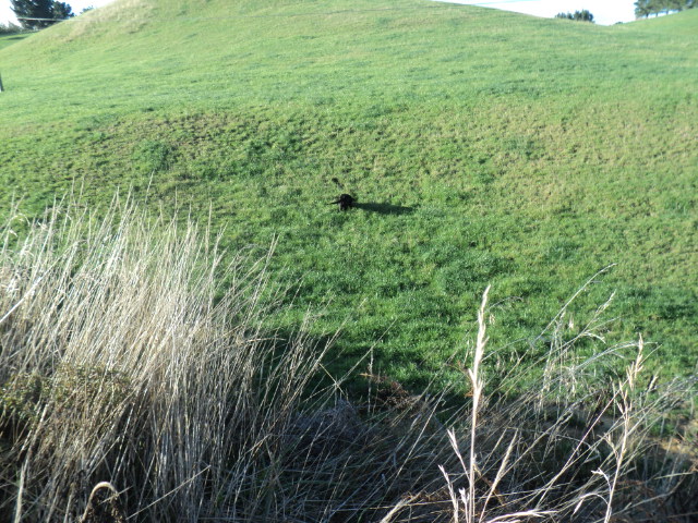 Name:  picture 5496.jpg
Views: 416
Size:  165.0 KB