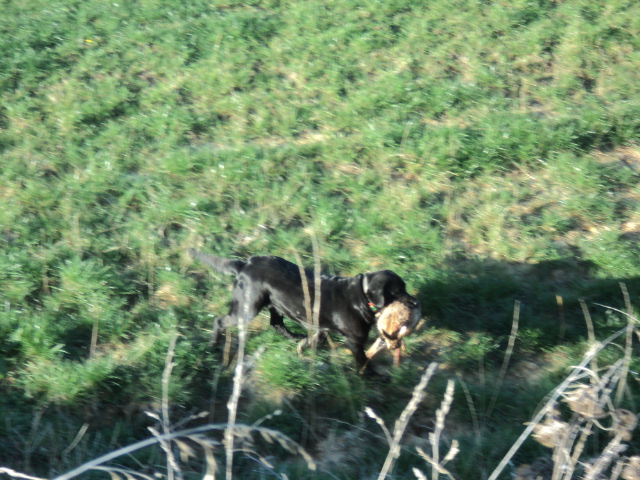 Name:  picture 5497.jpg
Views: 413
Size:  164.6 KB