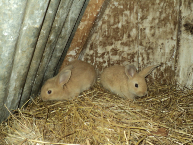 Name:  picture 5506.jpg
Views: 289
Size:  165.3 KB