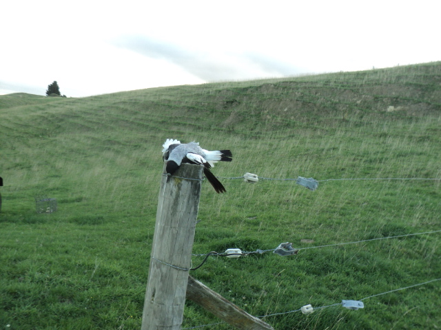 Name:  picture 5509.jpg
Views: 431
Size:  163.1 KB