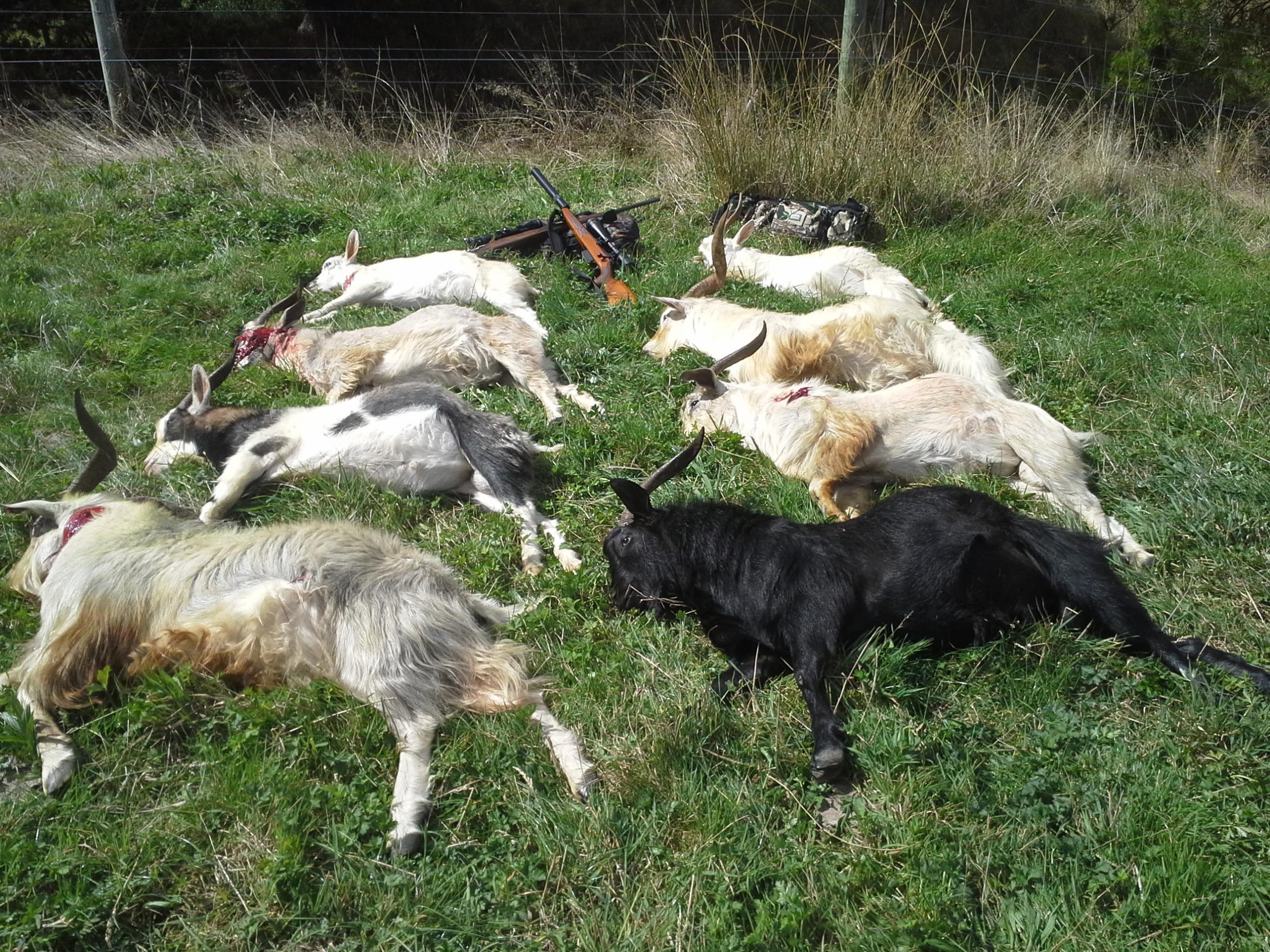 Name:  Got yor goat.jpg
Views: 790
Size:  981.2 KB