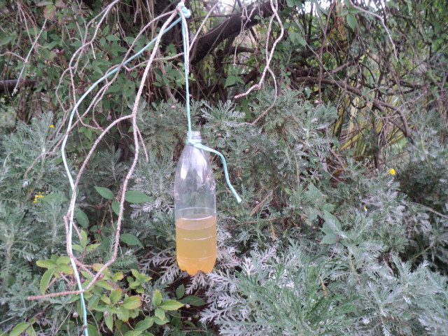 Name:  picture 5557.jpg
Views: 738
Size:  165.0 KB