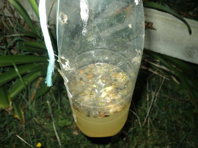 Name:  picture 5787.jpg
Views: 329
Size:  165.3 KB