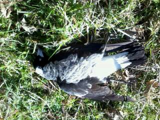 Name:  uploadfromtaptalk1436493453864.jpg
Views: 321
Size:  28.8 KB