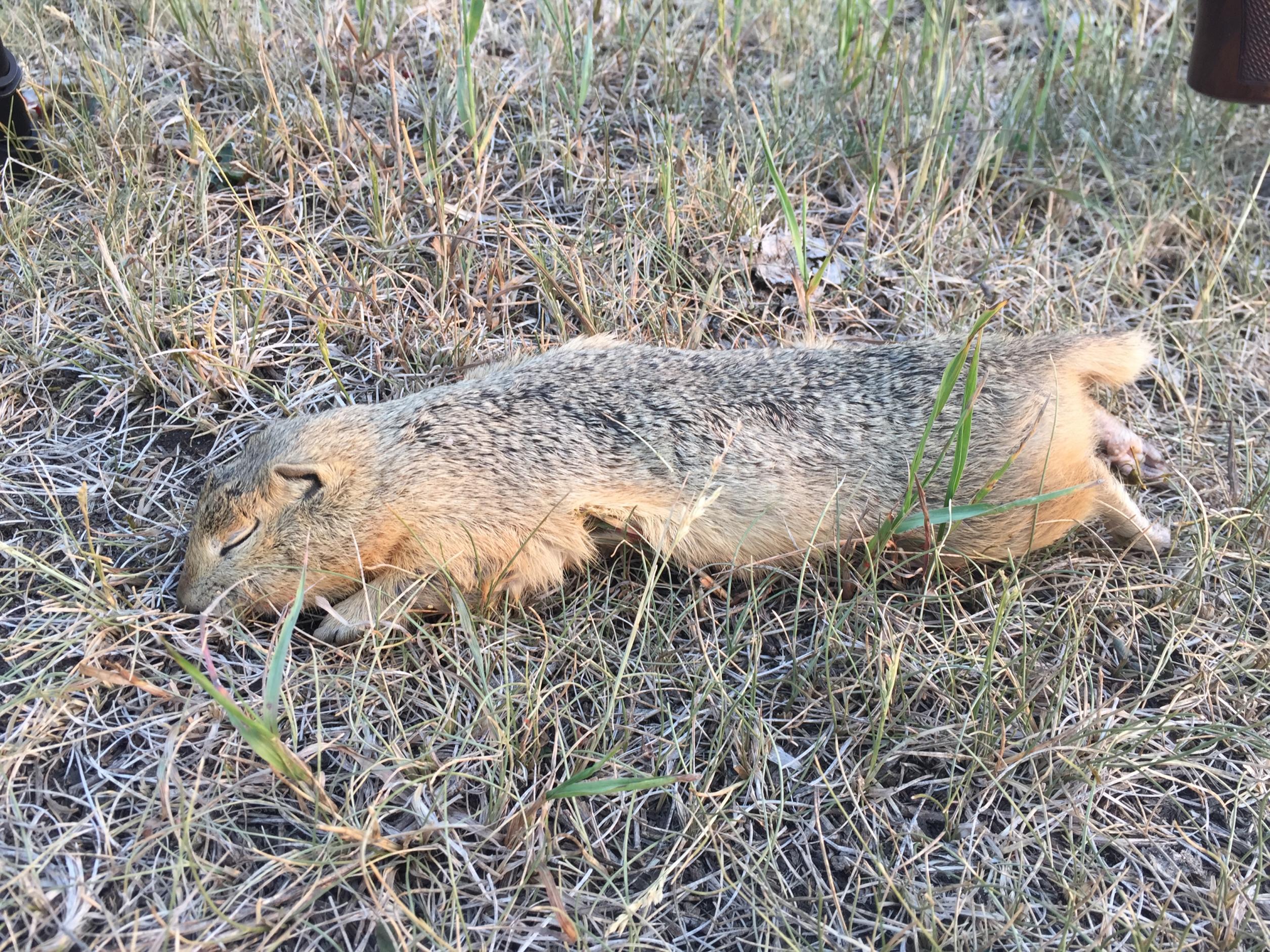 Name:  I phone quad, gophers. July 2015 010.jpg
Views: 561
Size:  1.09 MB