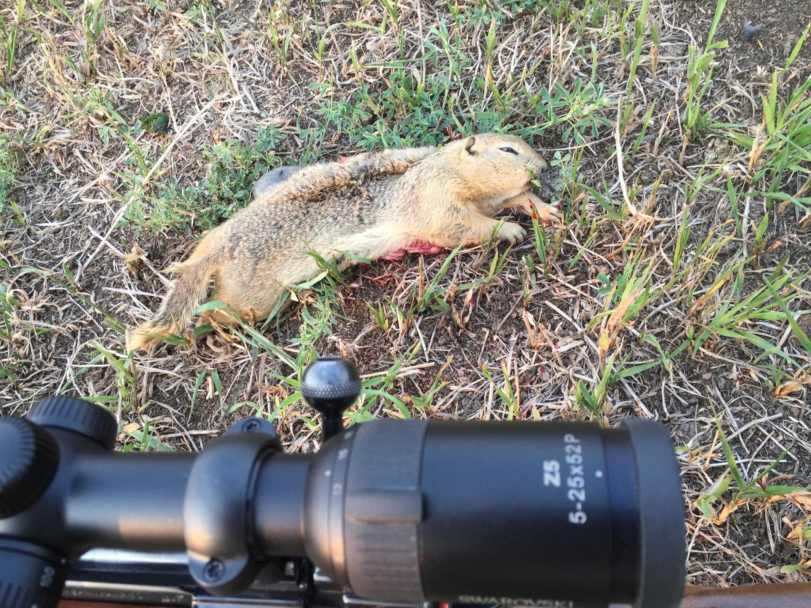 Name:  I phone quad, gophers. July 2015 011.jpg
Views: 442
Size:  1.06 MB