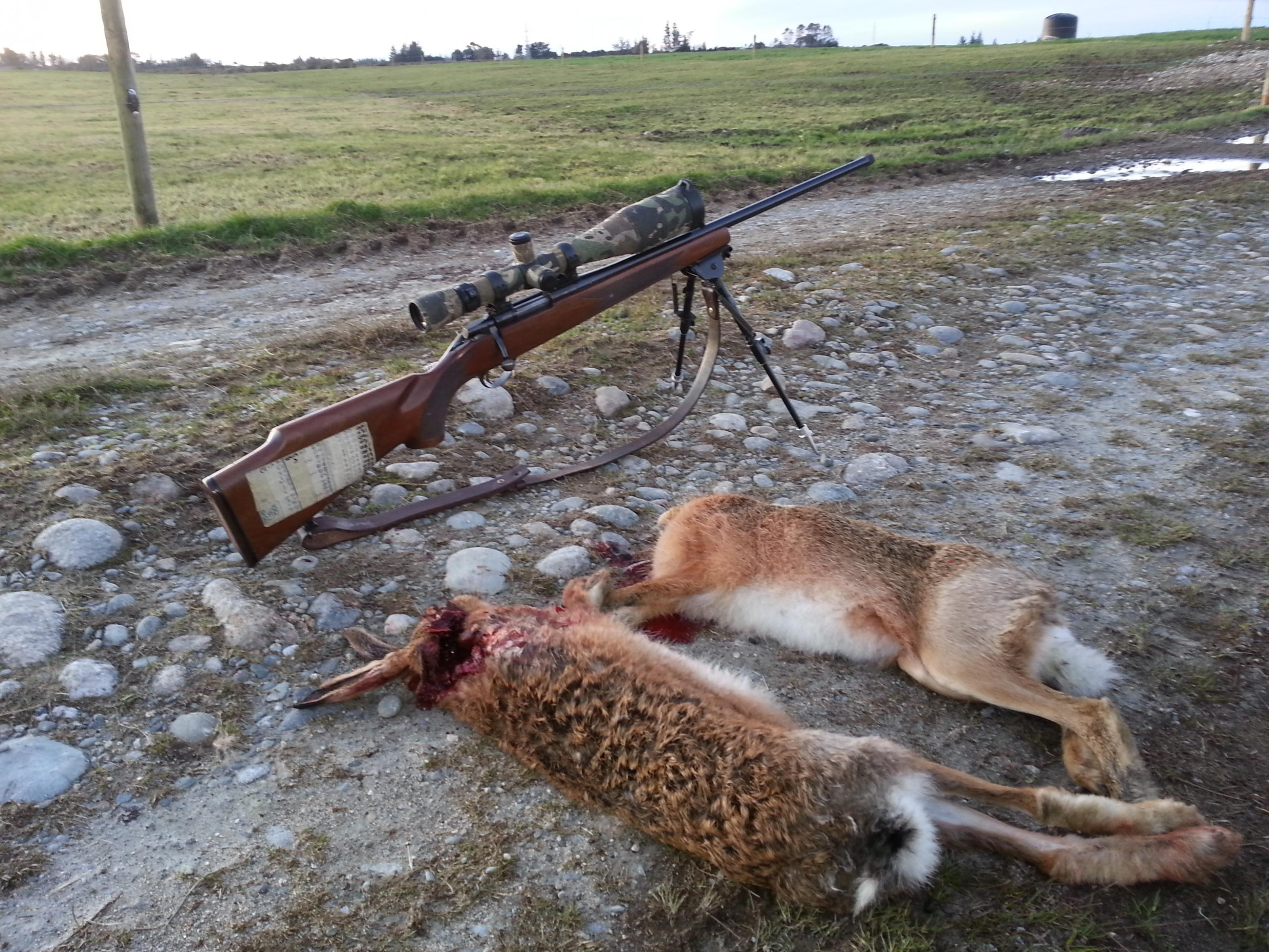 Name:  hares.jpg
Views: 400
Size:  991.4 KB
