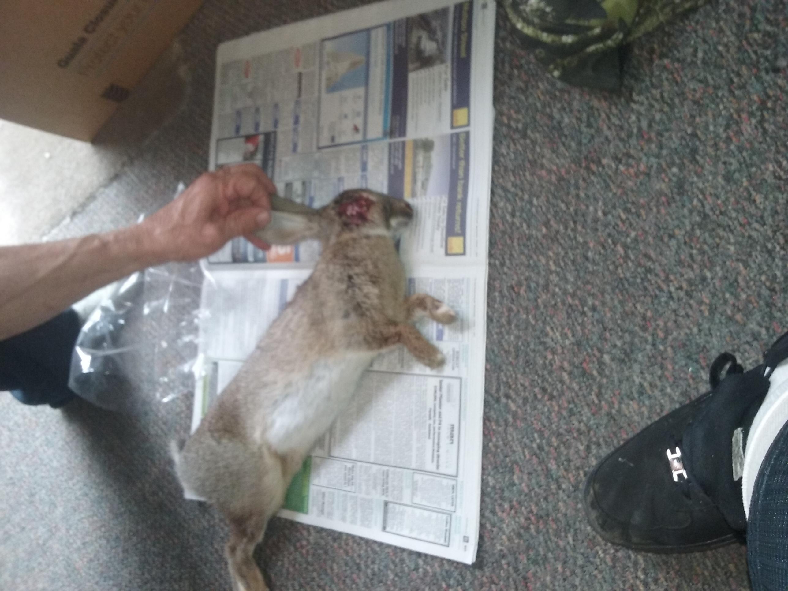 Name:  rabbit.jpg
Views: 682
Size:  379.7 KB