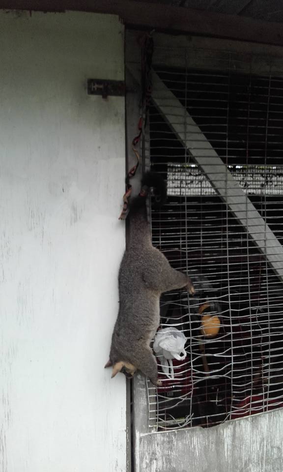 Name:  possum 1.jpg
Views: 700
Size:  56.6 KB