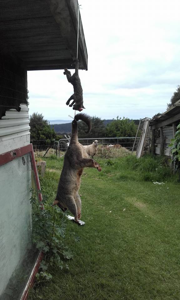 Name:  possum 2 & 3.jpg
Views: 692
Size:  70.4 KB