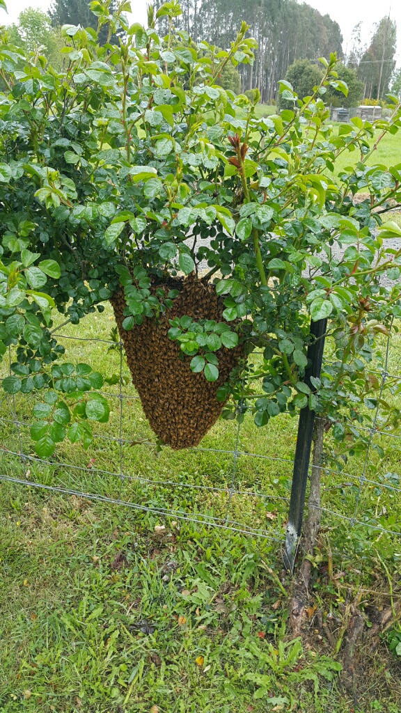 Name:  bees.jpg
Views: 458
Size:  451.5 KB