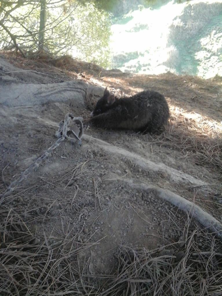 Name:  tapatalk_1446887181963.jpg
Views: 503
Size:  135.3 KB