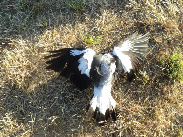 Name:  picture 7500.jpg
Views: 443
Size:  165.0 KB