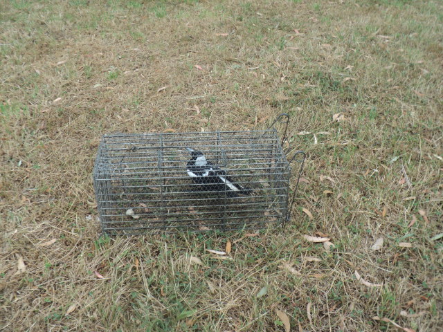 Name:  picture 7915.jpg
Views: 275
Size:  164.8 KB