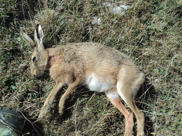 Name:  picture 7990.jpg
Views: 541
Size:  165.3 KB