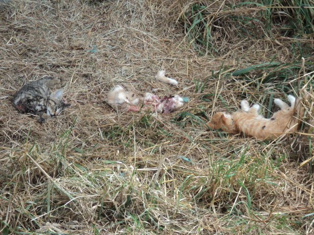 Name:  picture 8057.jpg
Views: 537
Size:  164.0 KB
