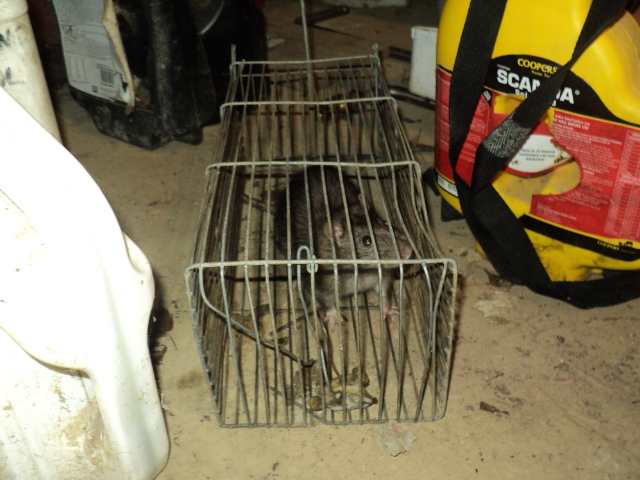 Name:  picture 8241.jpg
Views: 497
Size:  165.1 KB