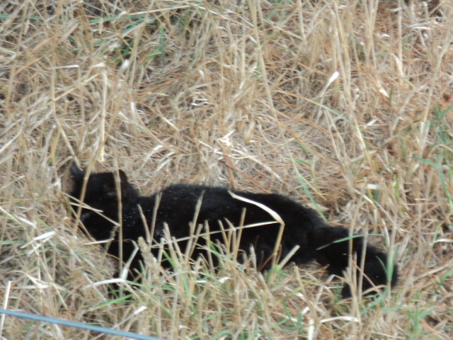 Name:  picture 8292.jpg
Views: 325
Size:  164.0 KB