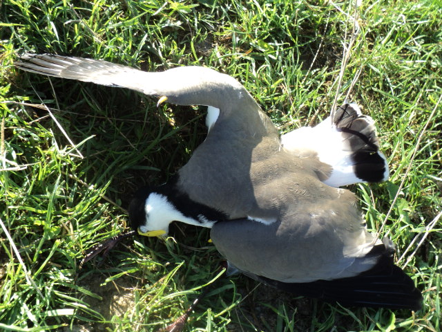 Name:  picture 8246.jpg
Views: 337
Size:  163.3 KB