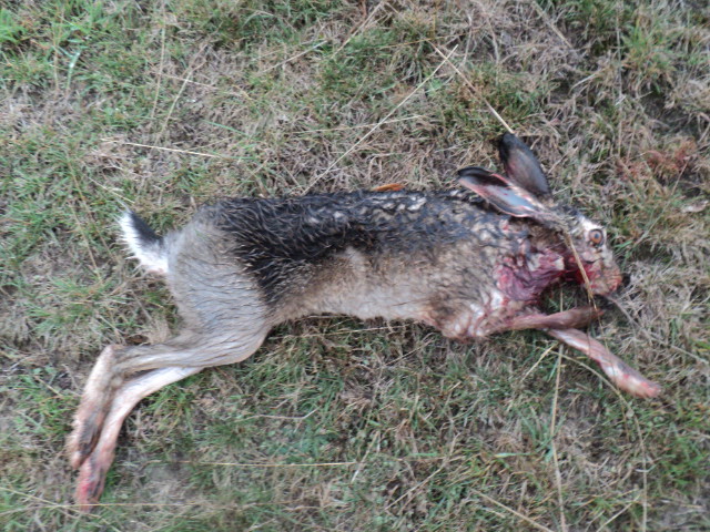 Name:  picture 8418.jpg
Views: 462
Size:  165.3 KB