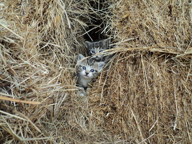 Name:  picture 691.jpg
Views: 466
Size:  164.7 KB