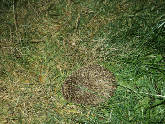 Name:  picture 8760.jpg
Views: 451
Size:  163.5 KB