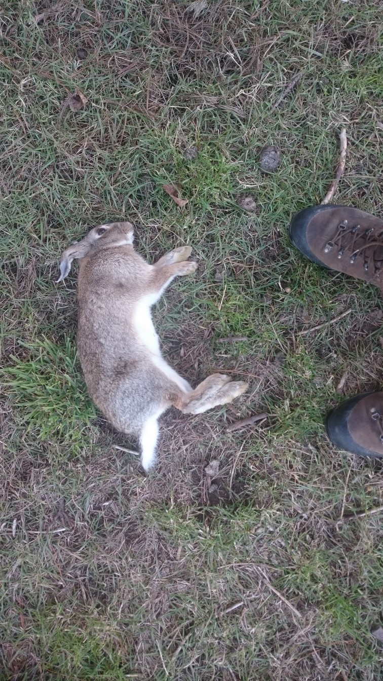 Name:  Bunnies etc 002.jpg
Views: 383
Size:  488.9 KB