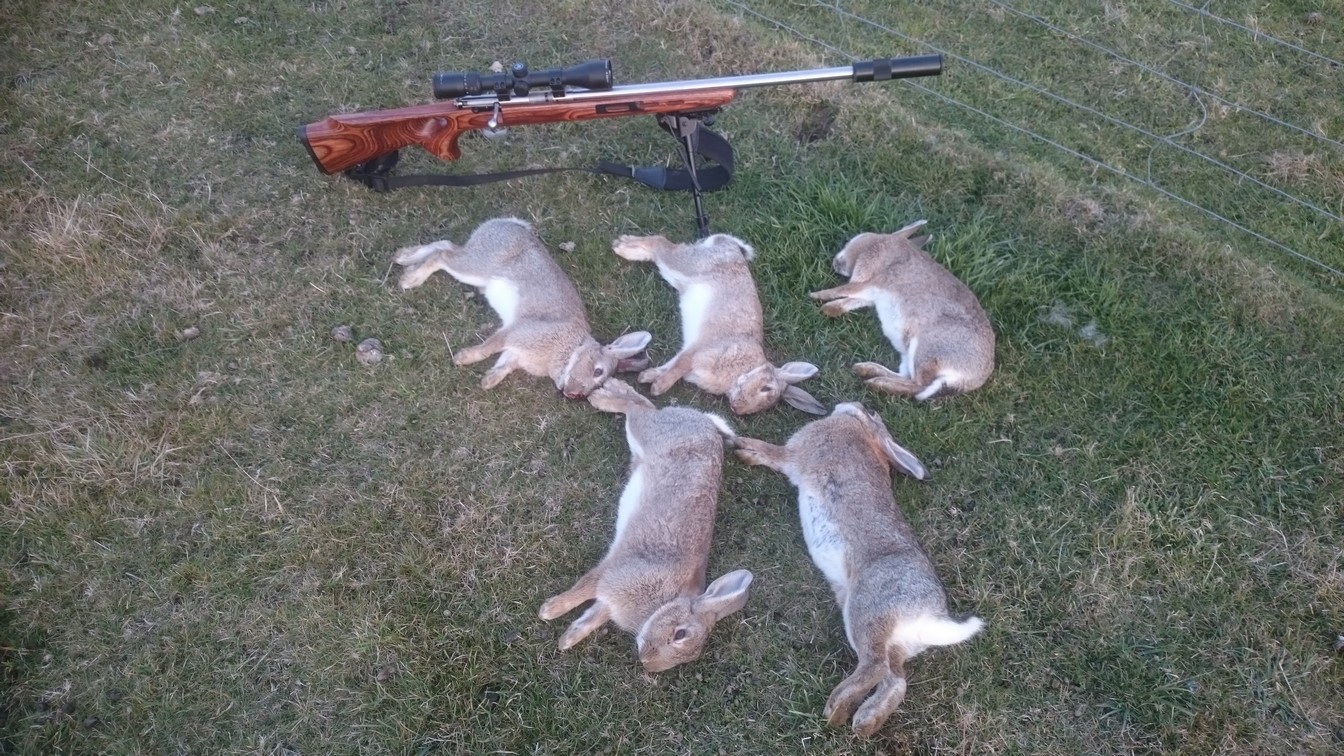 Name:  Bunnies etc 012.jpg
Views: 363
Size:  409.4 KB