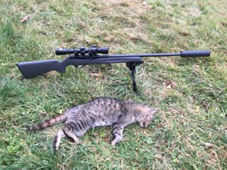 Name:  cat.jpg
Views: 314
Size:  34.7 KB