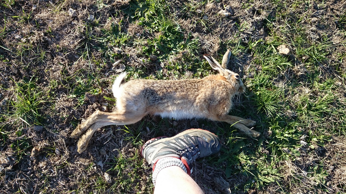 Name:  Bunnies etc 001.jpg
Views: 277
Size:  632.1 KB