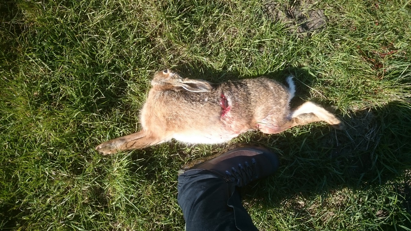 Name:  Bunnies etc 017.jpg
Views: 325
Size:  512.8 KB