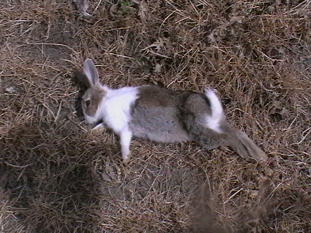 Name:  IMGA0685.JPG
Views: 339
Size:  124.3 KB