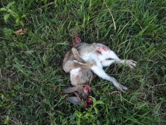 Name:  Result1.JPG
Views: 370
Size:  348.5 KB