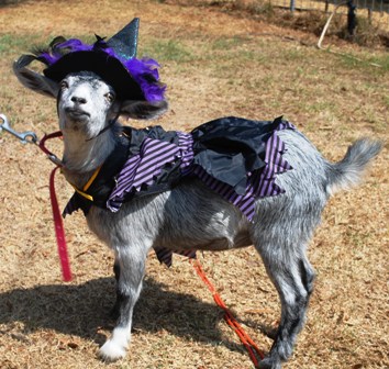 Name:  costume-class-2013-016.jpg
Views: 734
Size:  88.7 KB