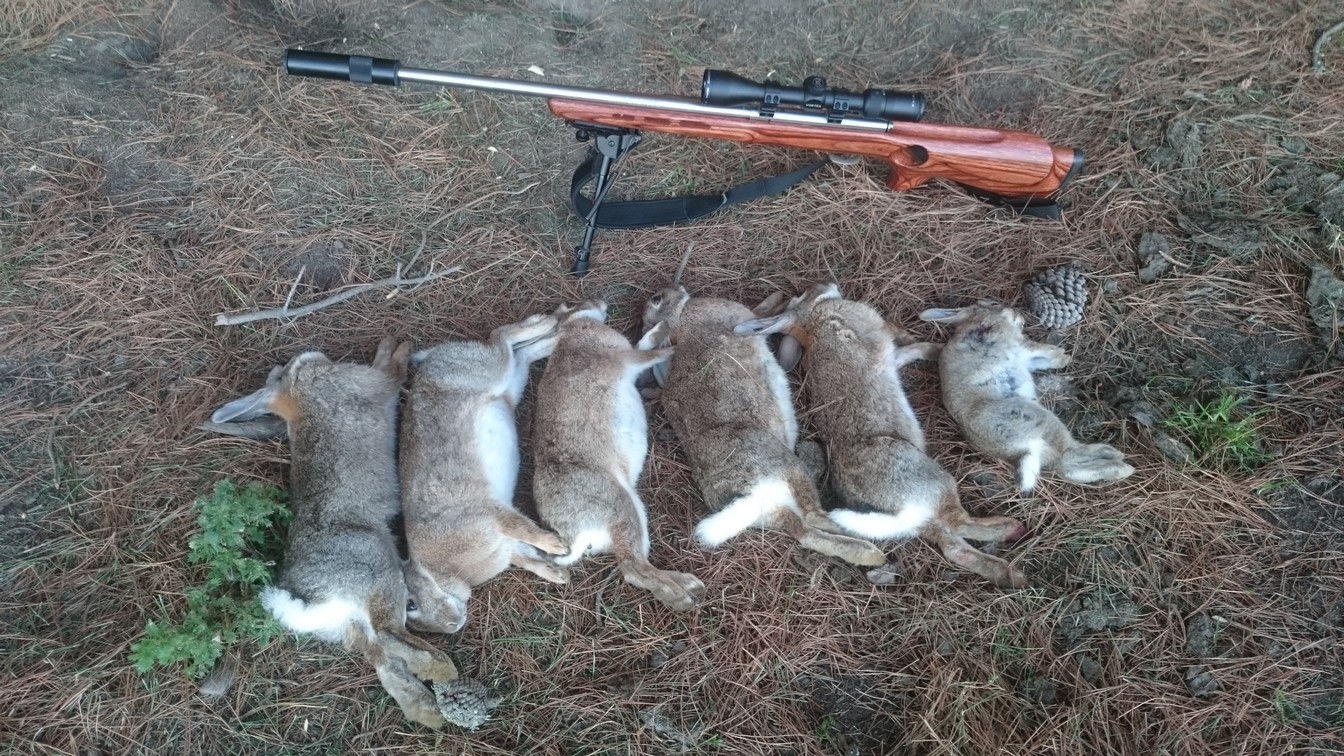 Name:  Bunnies 05.jpg
Views: 430
Size:  451.8 KB