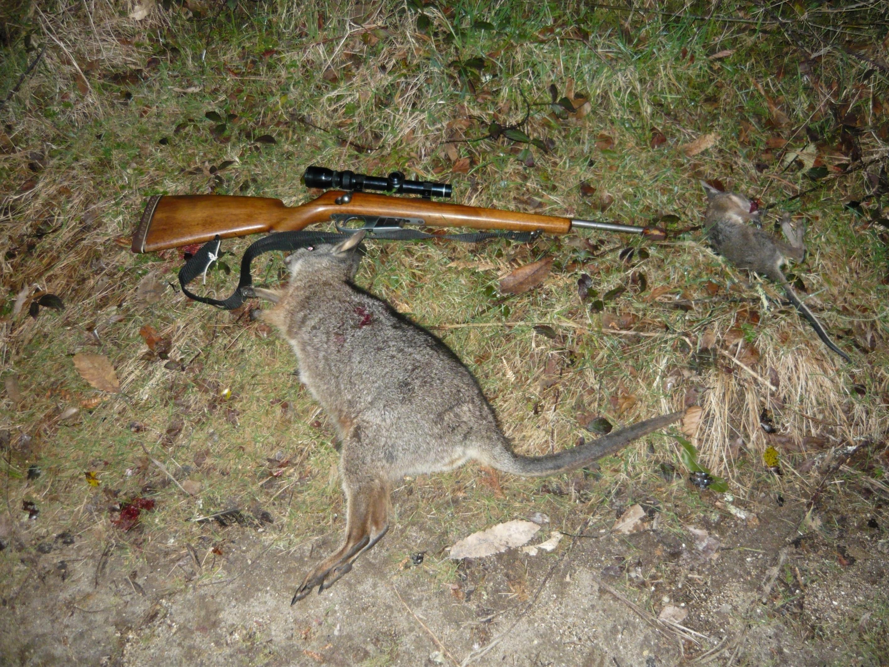 Name:  Wallaby with the 22 KHornet Rotoehu.jpg
Views: 531
Size:  1.03 MB