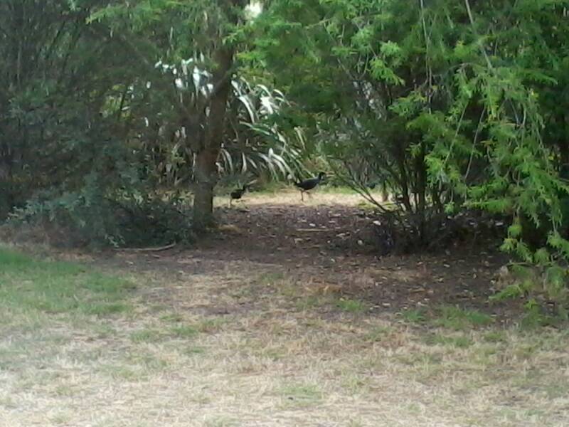 Name:  uploadfromtaptalk1356511707466.jpg
Views: 421
Size:  71.9 KB