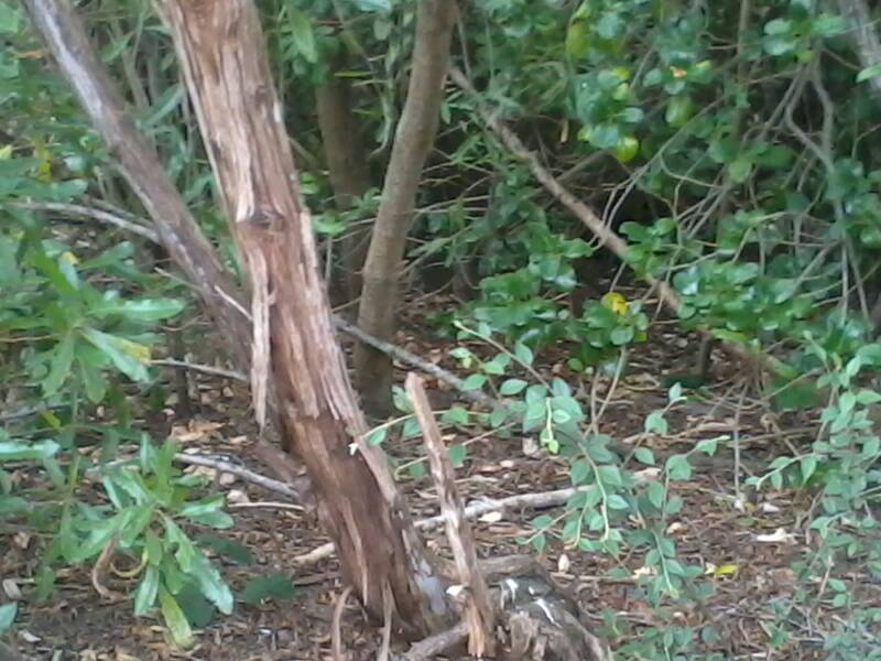 Name:  uploadfromtaptalk1356511949071.jpg
Views: 392
Size:  79.5 KB