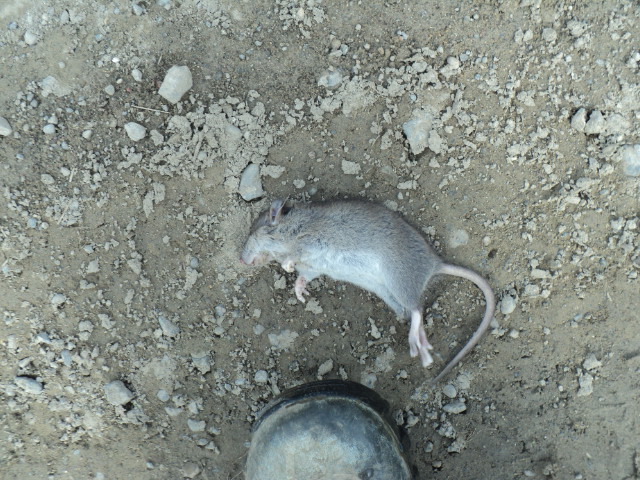 Name:  picture 9168.jpg
Views: 444
Size:  164.7 KB