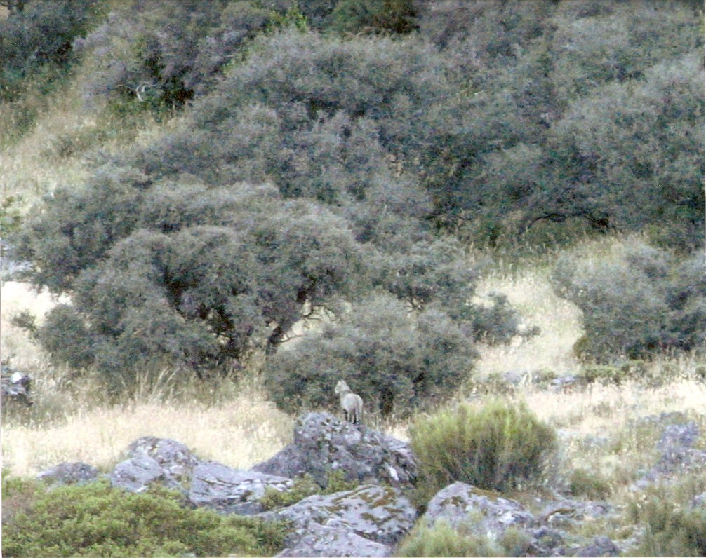 Name:  cougar1.jpg
Views: 4712
Size:  255.9 KB