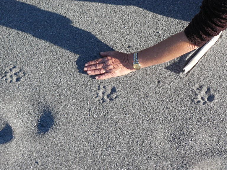 Name:  cat prints.jpg
Views: 2806
Size:  233.2 KB