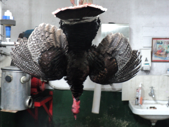 Name:  picture 9183.jpg
Views: 429
Size:  164.5 KB