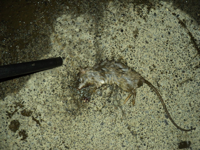 Name:  picture 9189.jpg
Views: 346
Size:  164.7 KB