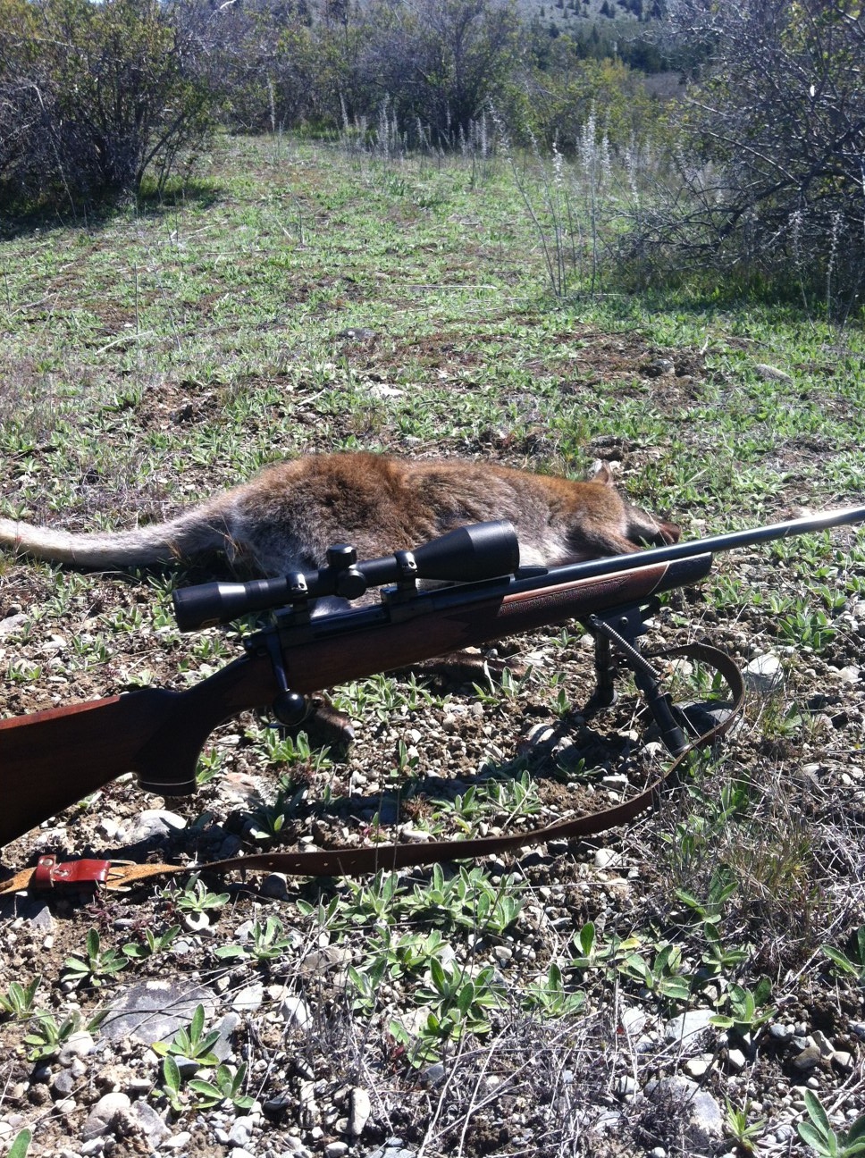 Name:  Wallaby + Tikka m55 .222.jpg
Views: 1069
Size:  814.9 KB