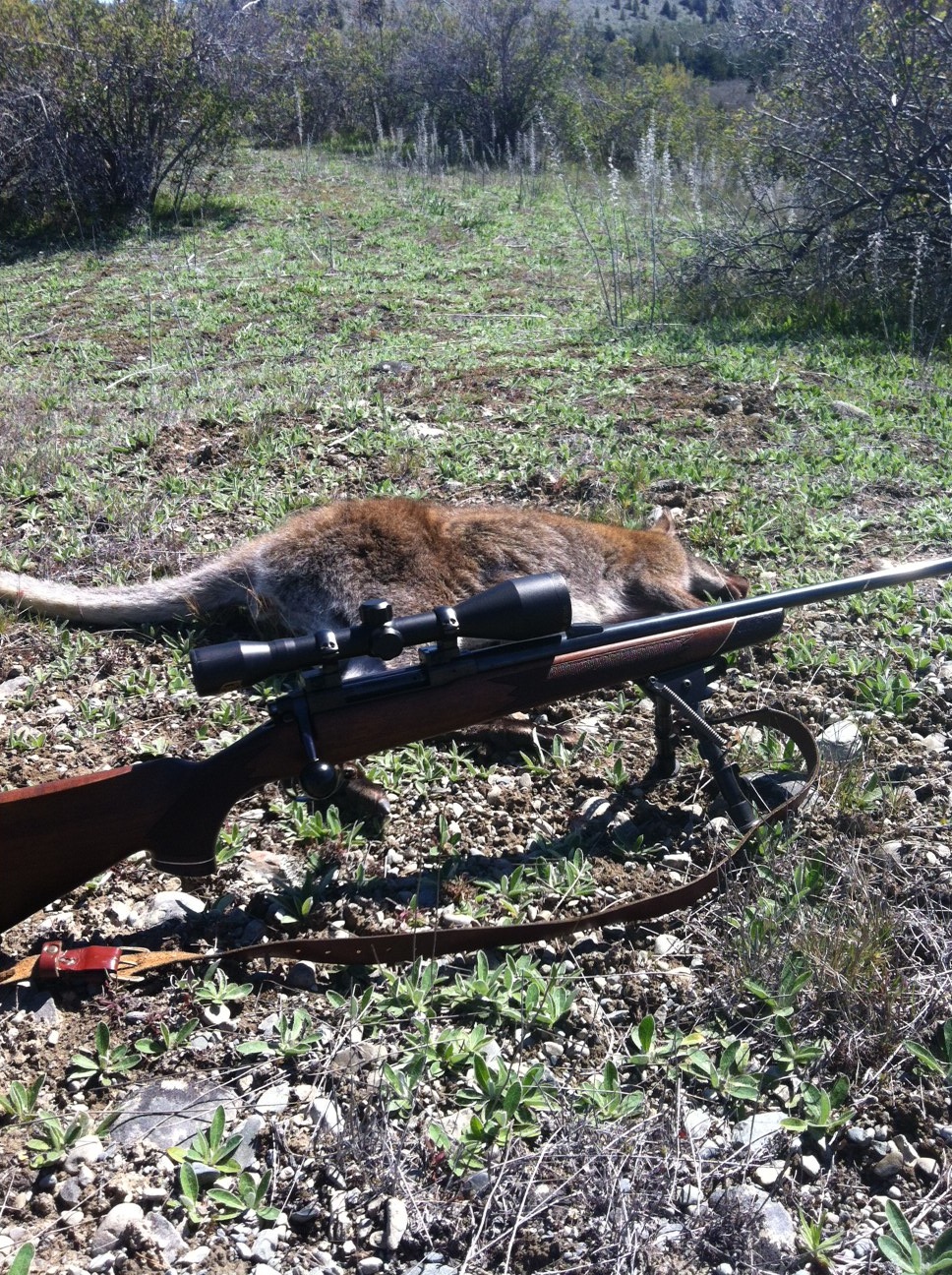 Name:  Wallaby + Tikka m55 .222.jpg
Views: 970
Size:  814.9 KB