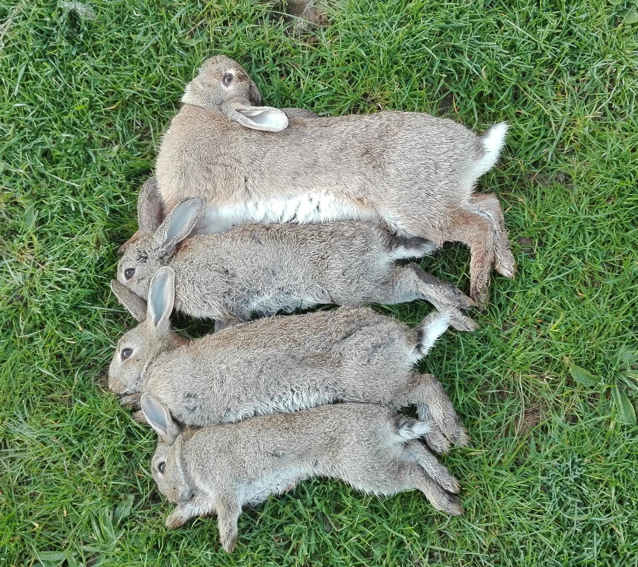Name:  Bunnies.jpg
Views: 391
Size:  1.05 MB