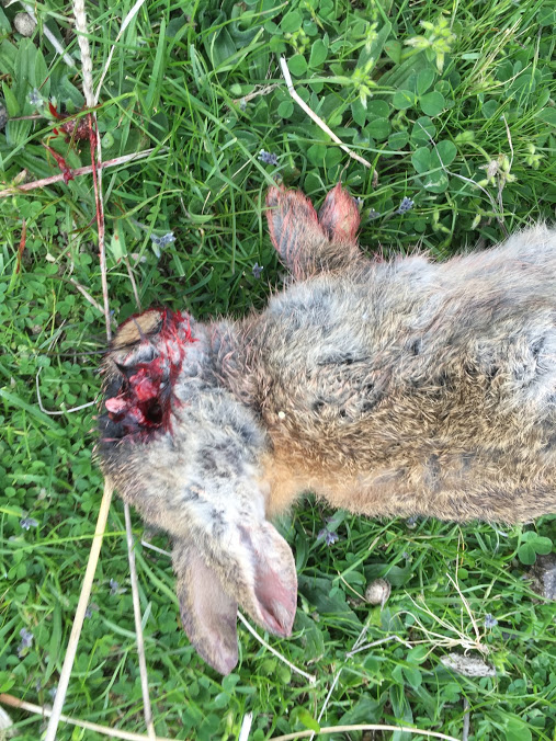 Name:  rabbit_eyeball_Alex_Oct2016.JPG
Views: 350
Size:  185.8 KB