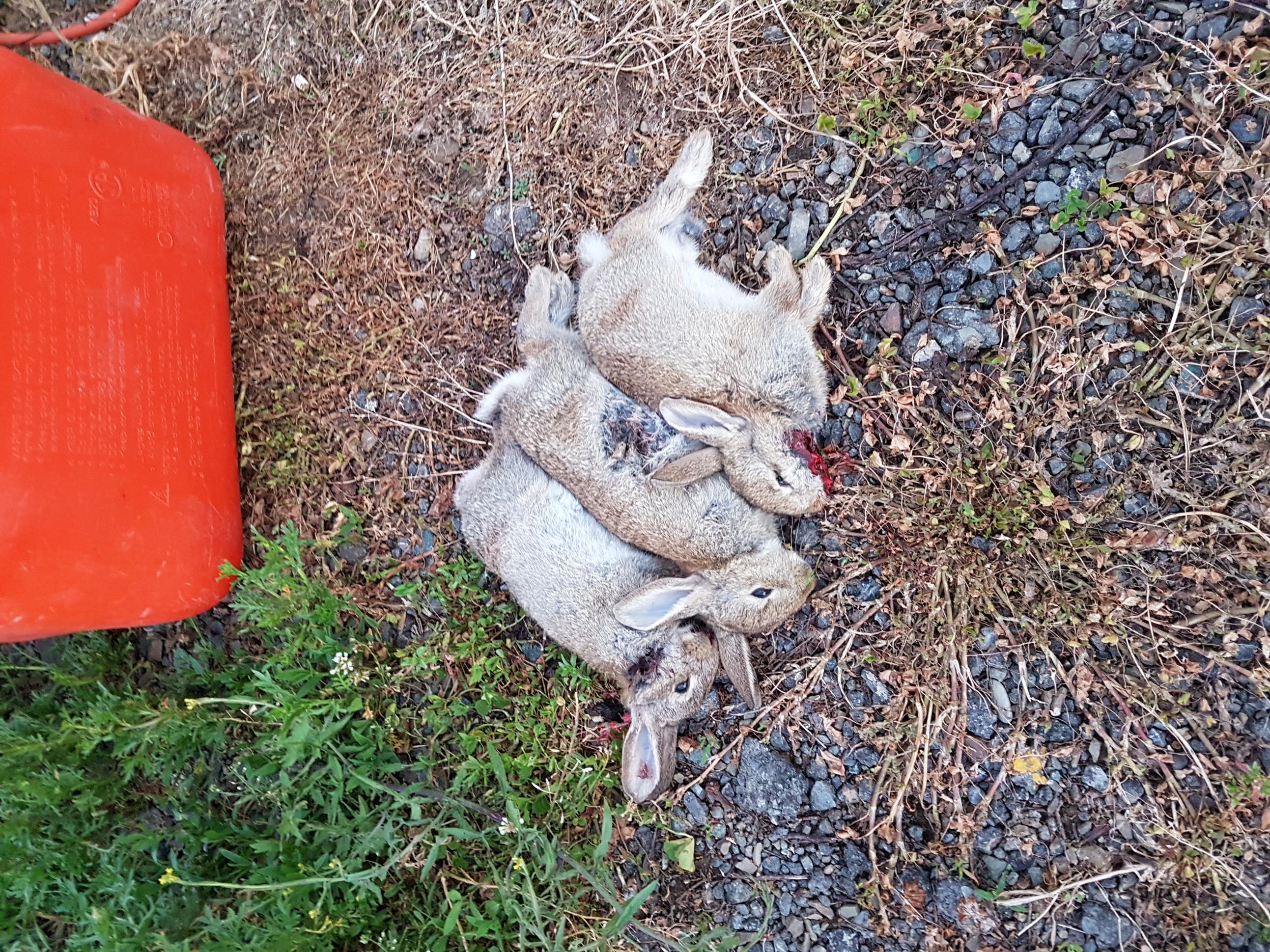 Name:  rabbits.jpg
Views: 335
Size:  1.19 MB